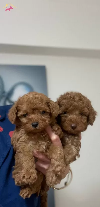 Müthiş Guzellikte Poodle Bebekler