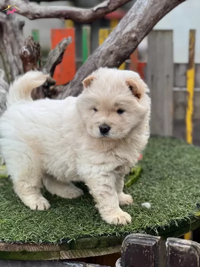 Chow Chow Ciftliginden Yavrular