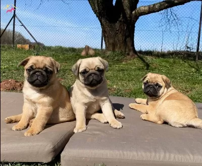 Safkan Pug Kardeslerimiz