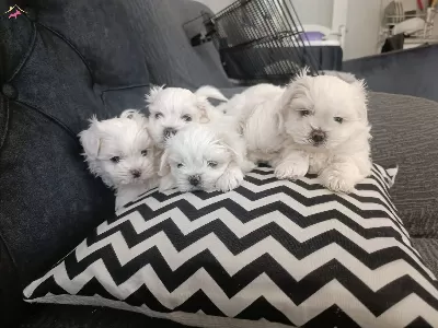 Teacup Maltese Terrier Ev Ortami Dogumlu