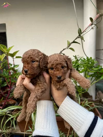 Yuksek Kaliteli Toy Poodle Yavrular