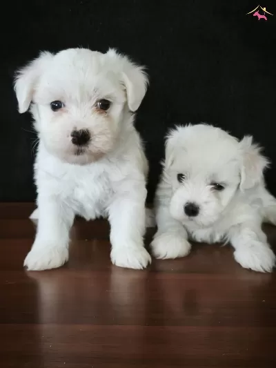 Mini Boy Maltese Bebeklerimiz