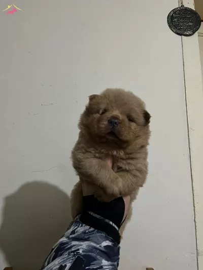 Yuksek Kaliteli Ayı Surat Cin Aslanı
