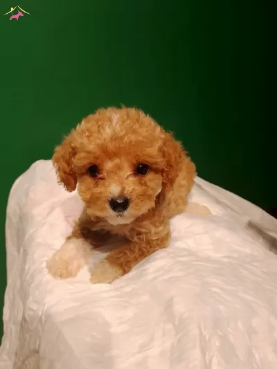 Uretim Ciftliginden Irk Ve Sağlık Garantili Maltipoo Yavrula