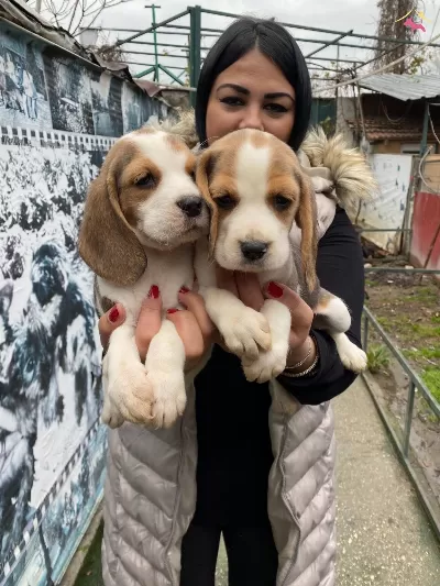 Safkan Elizabet Beagle Yavrularım