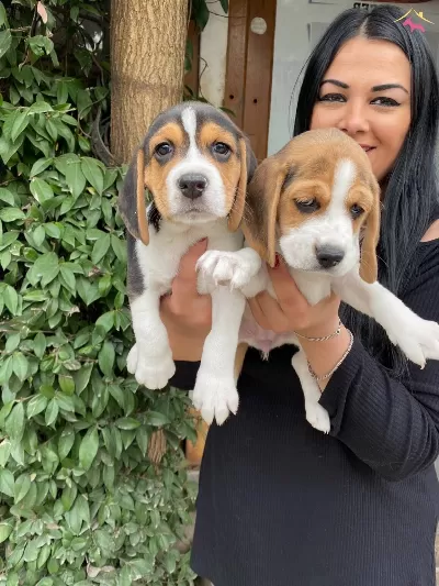 Mukemmel Elizabet Beagle Yavrularım