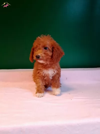 Minyatür Poodle Bebeklerimiz
