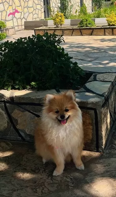 Pomeranian Cookie Disi Son Yavru