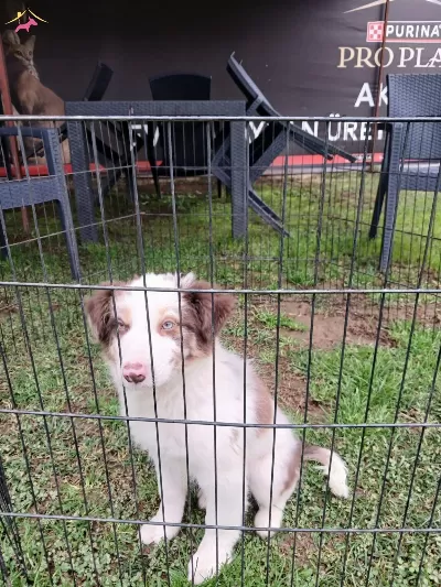 Akkus Uretim Ciftliginden Border Collie Yavruları