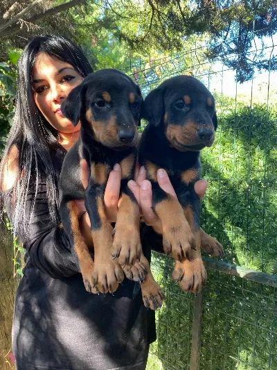 King Doberman Yavrularımiz
