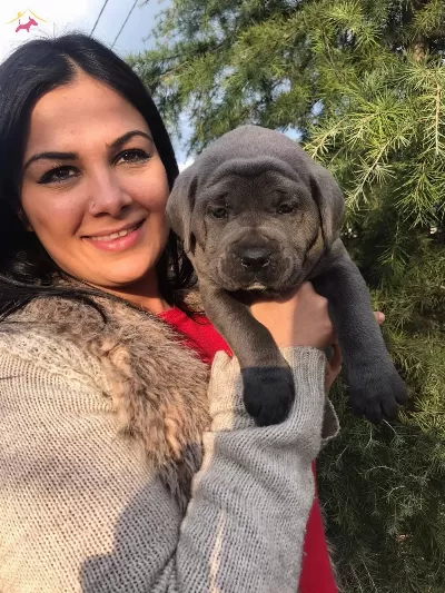 Dev Canecorso Yavrularımiz