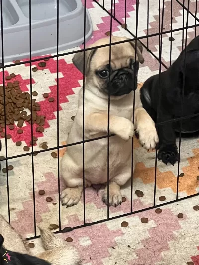 60 Gunluk Sevimli Erkek Pug Yavruları Istanbul