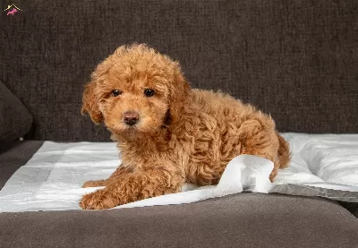 Yakişikli Maltipoo Oğlumuz