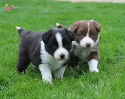 Mukemmel Karakter Border Collie Yavrular