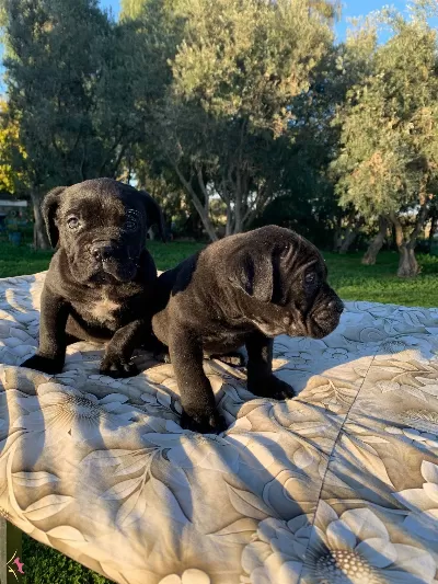 Harika Cane Corso Yavrularımız