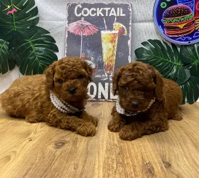 Kore Poodle Yavrularımız