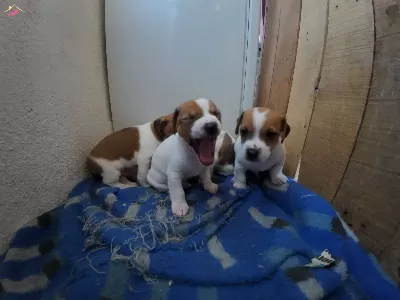 Safkan Kısa Bacak Jack Russel