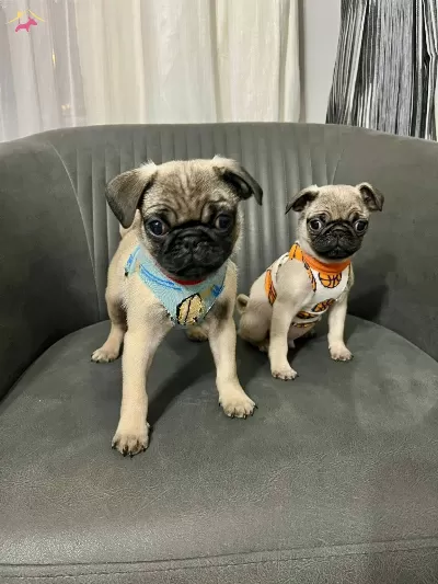 Sıfır Burun Basık A Kalite Pug Bebekler