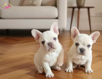 Platinium Renginde Exotic Frenchbulldog