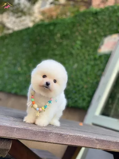 Ayıcık Surat Pomeranian Yavrular