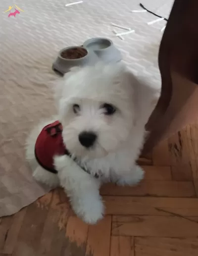 Maltese Terrier Yavruları Sizlerle