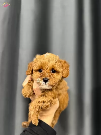 Esi Benzeri Olmayan Guzellikte Maltipoo