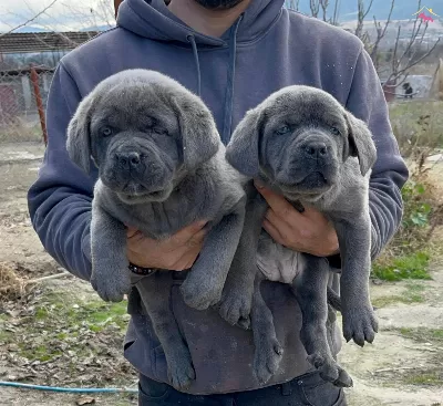 A Kalite Safkan Orjinal Cane Corsa Yavruları