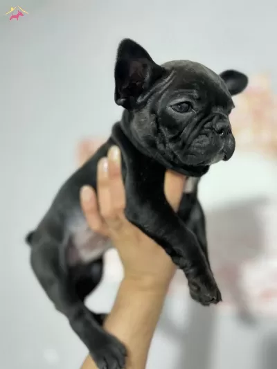 Ust Kalite Erkek French Bulldog Bebek