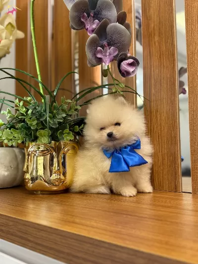 Pamuk Seker Bildiginiz Pomeranian Boo