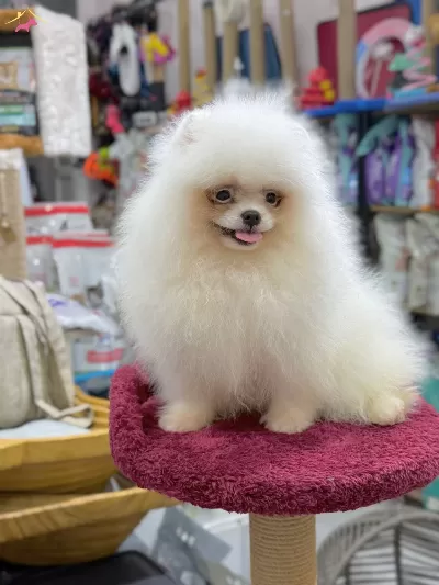 Kartopu Bembeyaz Pomerian Boo