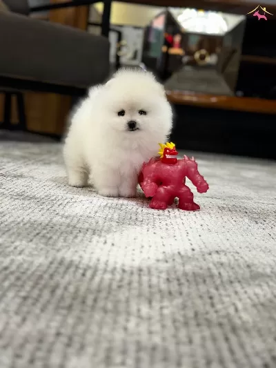 Pom Boo Inanilmaz güzel Oglumuz Pomeranian Teacup
