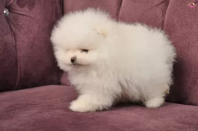 Yok Boyle Minnos Pom Boo Pomeranian