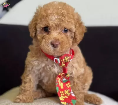 Masum Bakisli Maltipoo Yavrusu