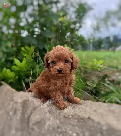 Red Maltipoo Cinsi bebeğimiz