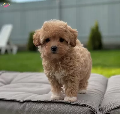 Kore Suratli Maltipoo bebeğimiz