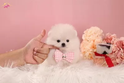 Teddy Boo Yavrusu Pomeranian