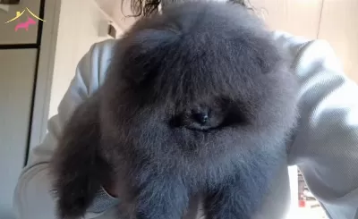 Pomeranian Merle Eğitimli