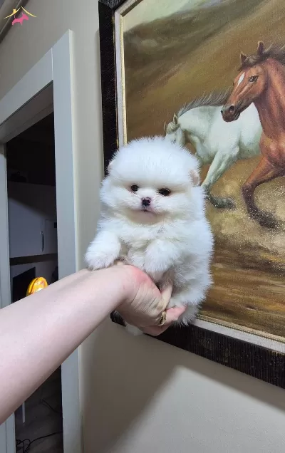 Kar Beyaz Minik Erkek Pomeranian Boo