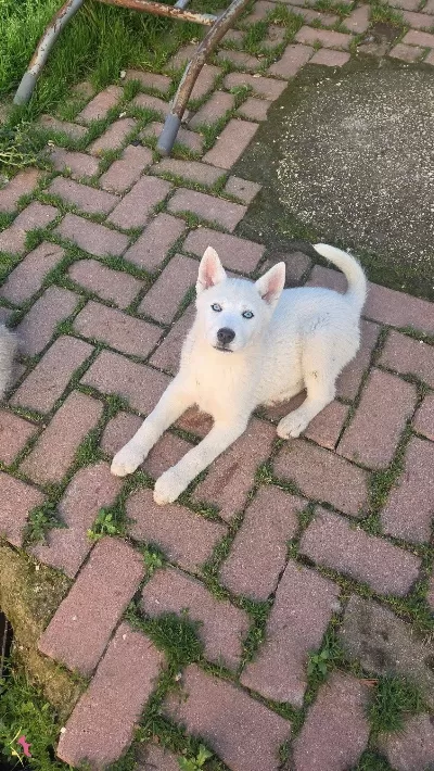 Beyaz Renk Dişi Ve Erkek Yavru Husky