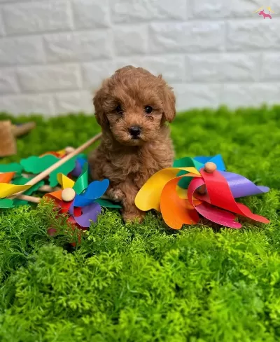 Maltipoo Bebeklerimiz Sizi Bekliyor