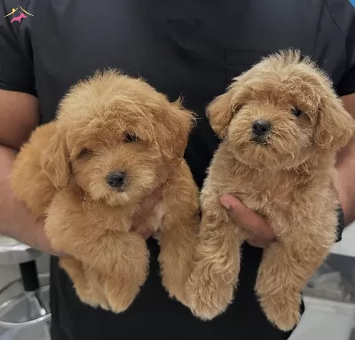 Yeni Yuvasini Bekleyen Maltipoo Bebekler