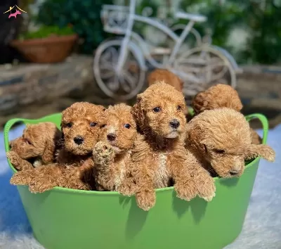 Kova Dolusu Maltipoo Yavrular