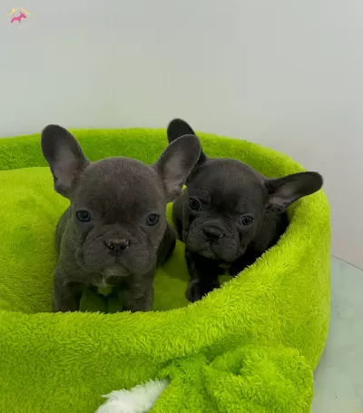 Ev Dogumlu Blue Frenc Yavrular