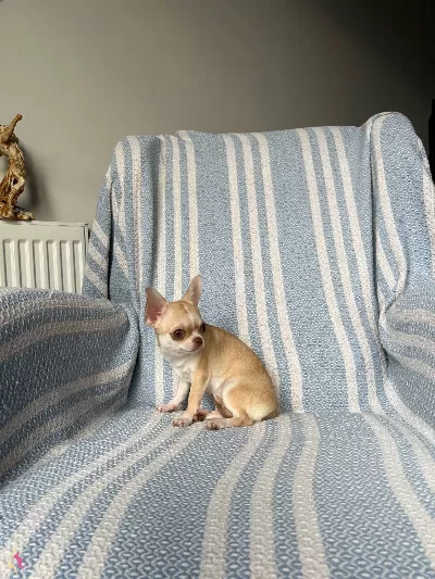 6 Aylık Mukemmel Anatomi Micro Teacup Disiler
