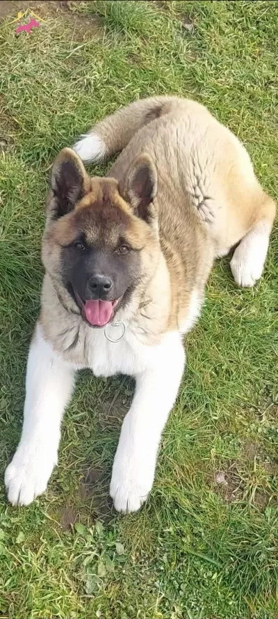 Erkek Amerikan Akita Eğitimli 4 Ay 20 Gunluk