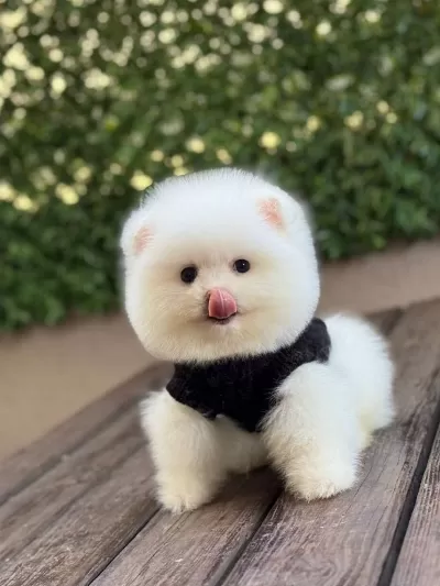Ayıcık Surat Pomeranian Yavrular