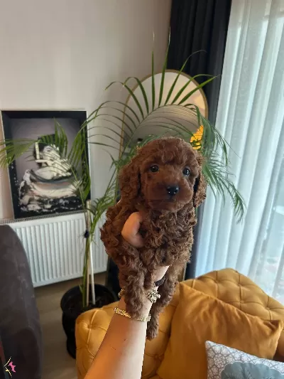 Ev Dogumu Poodle Bebişlerimiz