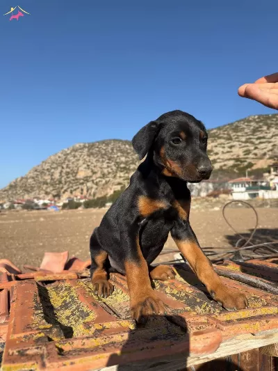 Black Tan Doberman Yavrularımiz Omurluk Ailesini Ariyor
