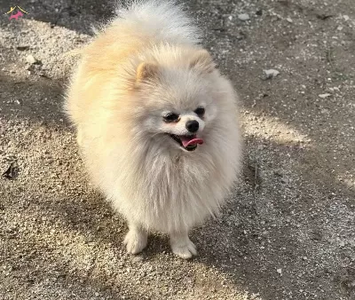 14 Aylık Beyaz Disi Pomerain Boo