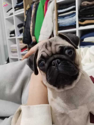 Erkek Pug 5 Aylık Çipli